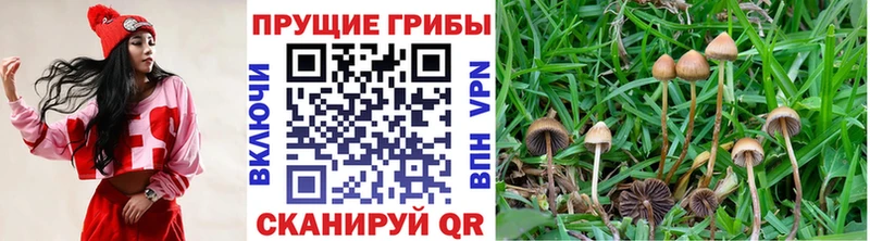 Галлюциногенные грибы MAGIC MUSHROOMS  Бокситогорск 